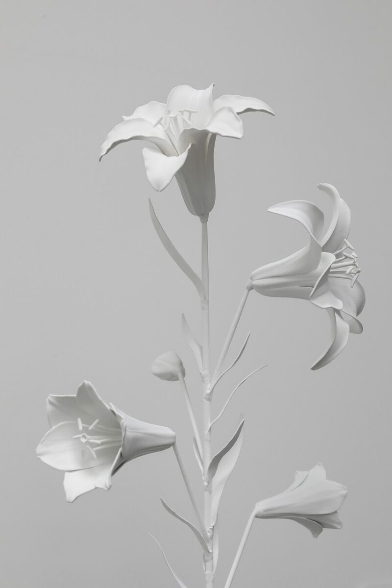 Lily (White) (2)