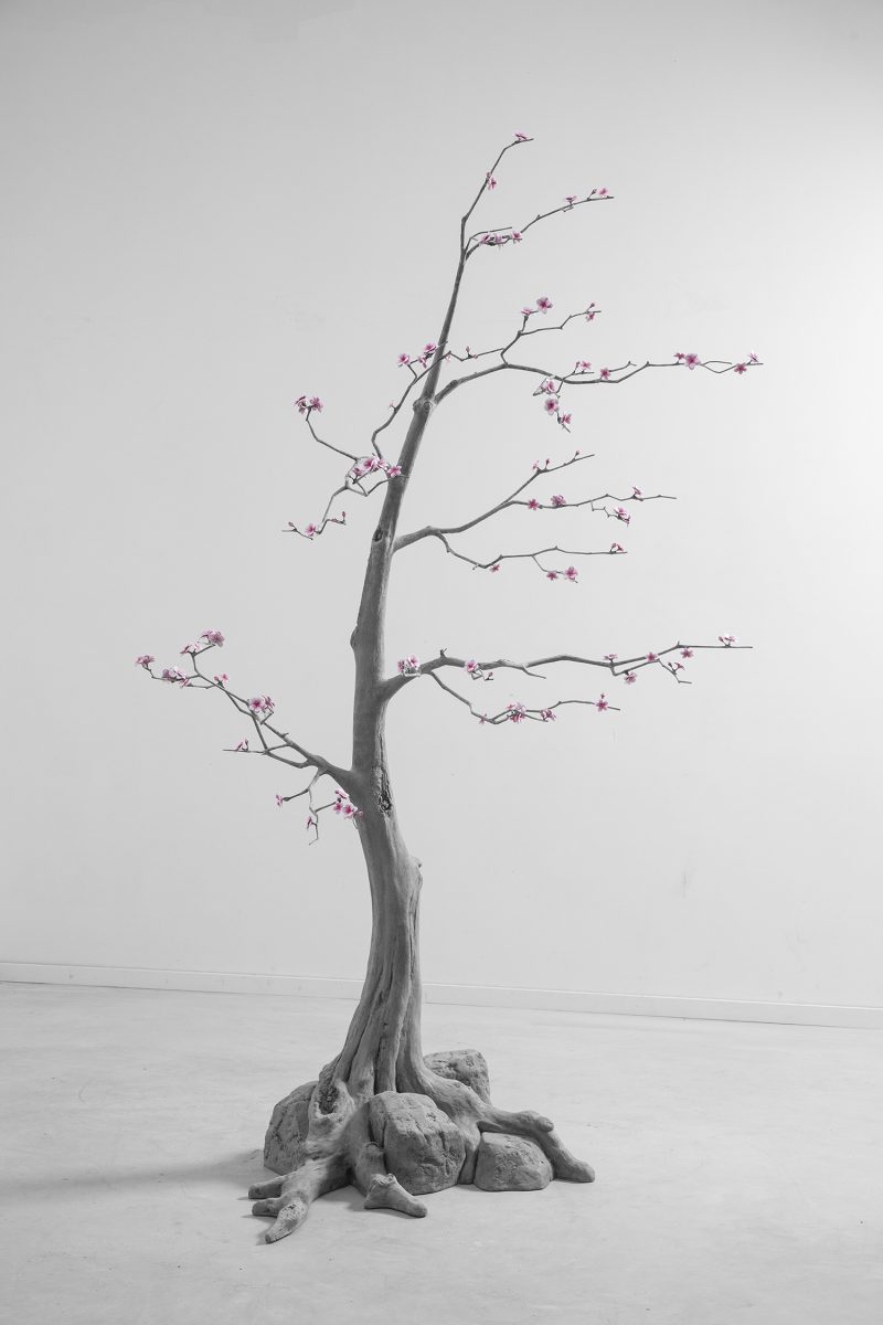 Blossom Trees (1)