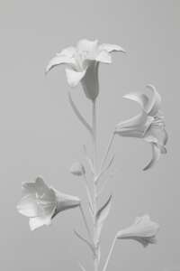 Lily (White) (2)