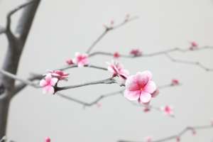 Blossom Trees (3)